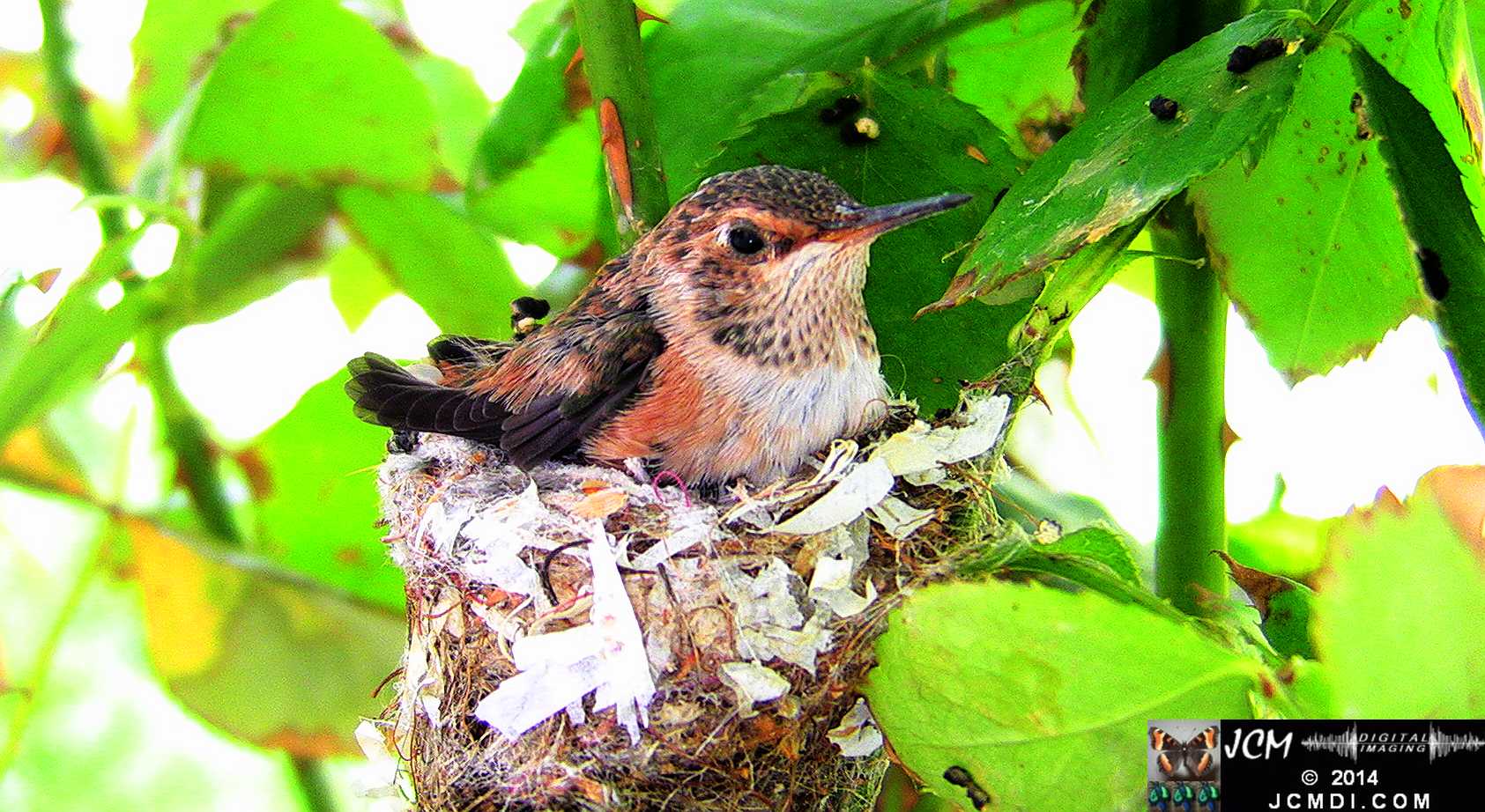 Allens Hummingbird chick and nest image 3-27-2014